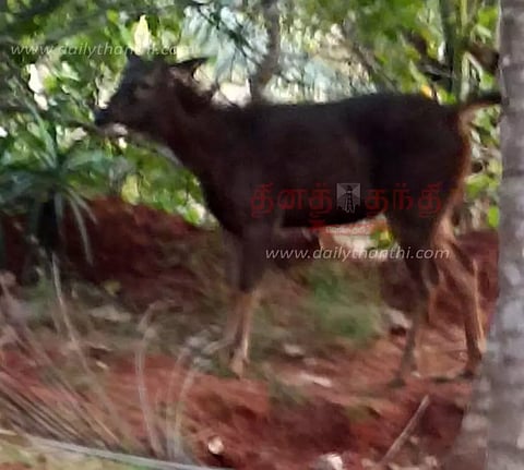 நாகர்கோவில் அருகேஊருக்குள் புகுந்த மிளாவால் பரபரப்பு