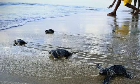நாய்களின் கடியில் இருந்து காப்பாற்றி ஆமை குஞ்சுகளை கடலில் விட்ட கொக்கிலமேடு மீனவர்கள்