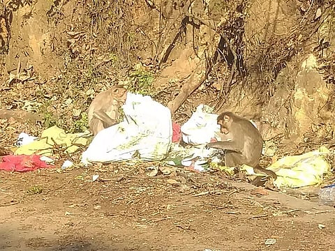 குமுளி வனப்பகுதியில்சாலையோரம் கொட்டப்படும் பிளாஸ்டிக் கழிவுகள்