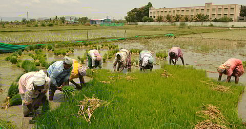 கோடை நடவு பணிக்கு நெல் நாற்றுகள் பறிக்கும் பணி மும்முரம்