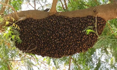 திருவள்ளூர் அருகே தேன்கூட்டில் கல்வீச்சு; கிராம மக்கள் சிதறி ஓட்டம்: 25-க்கும் மேற்பட்டோர் ஆஸ்பத்திரியில் அனுமதி
