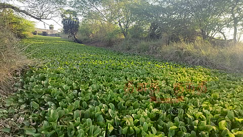கோரையாற்றை ஆக்கிரமித்துள்ள ஆகாயத்தாமரை அகற்றப்படுமா?