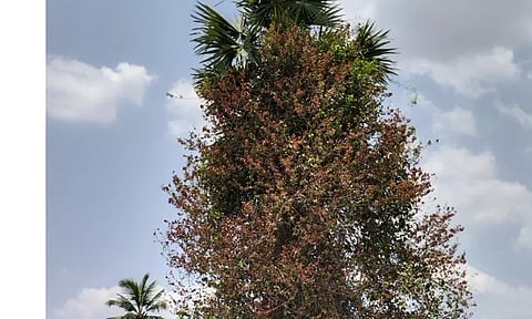 பனைமரத்தினை ஆக்கிரமித்துள்ள செடி, கொடிகள்