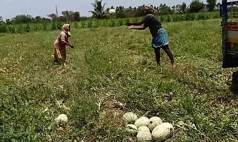 தர்பூசணி கிலோ ரூ.15-க்கு விற்பனை