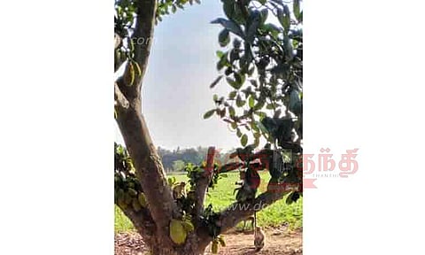 ஓணாங்குடி ஊராட்சியில் குரங்குகள் அட்டகாசம்