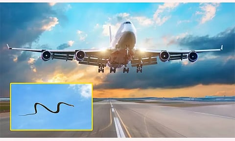 நடுவானில் பறந்த விமானத்தில் பாம்பு : பத்திரமாக தரையிறக்கிய விமானிக்கு குவியும் பாராட்டு