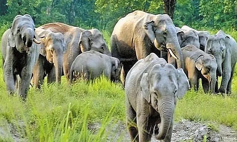 இந்திய யானைகள் திருவிழா