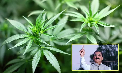 கஞ்சா சாகுபடியை சட்டப்பூர்வமாக்குவது குறித்து அரசு பரிசீலித்து வருகிறது - இமாச்சல் முதல்-மந்திரி