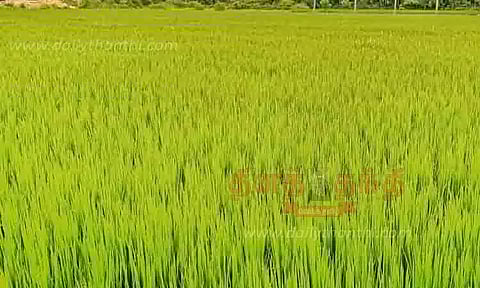 பசுமையாக காட்சியளிக்கும் நெற்பயிர்கள்