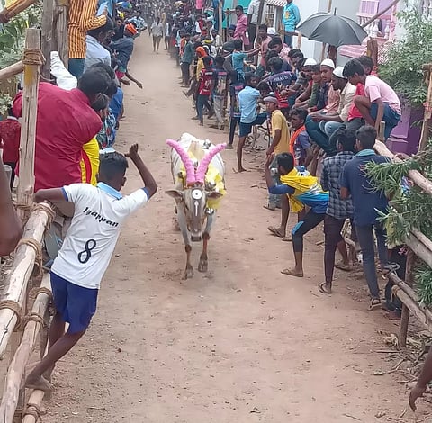 காளை விடும் விழா