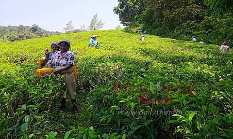 மாஞ்சோலையில் அடிப்படை வசதிகள் மேம்படுத்தப்படுமா?-தேயிலை தோட்ட தொழிலாளர்கள் எதிர்பார்ப்பு