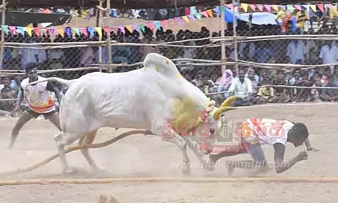 வடமாடு மஞ்சுவிரட்டு