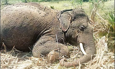 வயலை சுற்றி அமைத்த மின்வேலியில் சிக்கி யானை சாவு