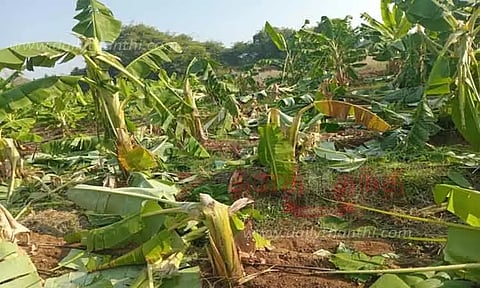 தாளவாடி அருகே தோட்டத்துக்குள் புகுந்து யானைகள் அட்டகாசம்;500 வாழைகள் நாசம்