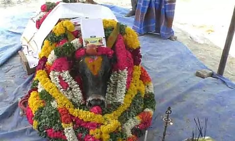 இறந்த ஜல்லிக்கட்டு காளைக்கு பொதுமக்கள் அஞ்சலி