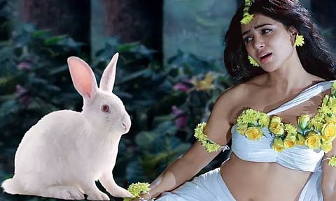 சினிமா படப்பிடிப்பில் சமந்தாவை முயல் கடித்தது