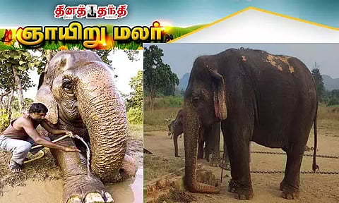 இந்தியாவில் வசிக்கும் உலகின் வயதான யானை