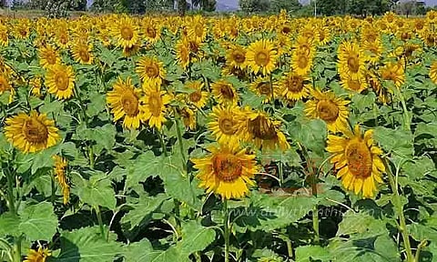 பூத்துக்குலுங்கும் சூரியகாந்தி பூக்கள்