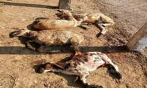 நாய்கள் கடித்துக்குதறியதில் 11 ஆடுகள் சாவு