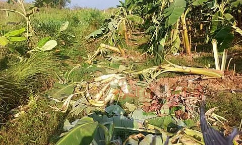 பவானிசாகர் அருகேவாழை தோட்டத்துக்குள் புகுந்து காட்டு யானைகள் அட்டகாசம்