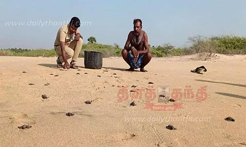 ஆமை குஞ்சுகள் கடலில் விடப்பட்டன