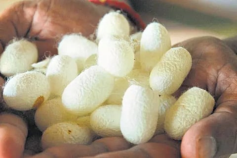 பட்டுக்கூடுகள் வரத்து அதிகரிப்பு