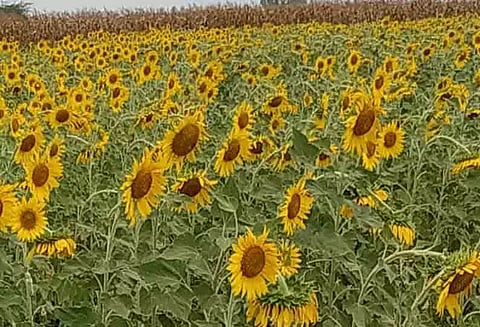 சூரியகாந்தி குவிண்டால் ரூ.4,200-க்கு விற்பனை