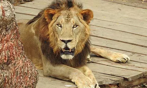 விலங்குகள் பரிமாற்ற திட்டத்தின் கீழ் கர்நாடகாவில் இருந்து வண்டலூருக்கு வரும் ஆண் சிங்கம்