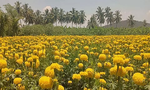 பூத்துக்குலுங்கும் செண்டு பூக்கள்