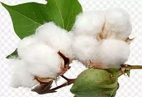 உள்ளூர் சந்தையில் பஞ்சு விலை உயர வாய்ப்பு