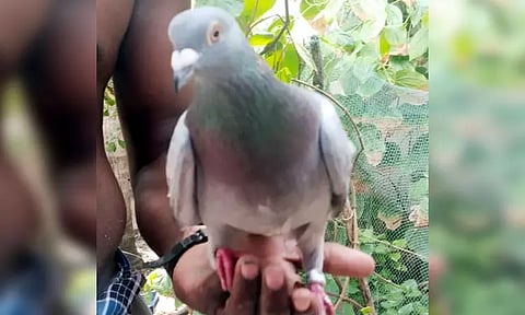 ராமேசுவரம் மீன்பிடி படகில் வந்து அமர்ந்த புறா