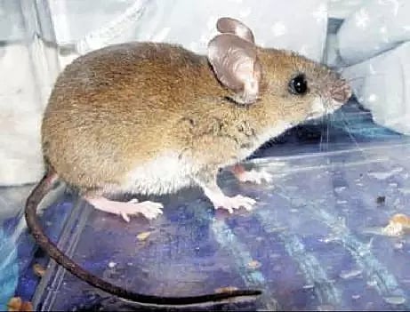 நெற்பயிரை தாக்கும் எலிகளை கட்டுப்படுத்துவது எப்படி?