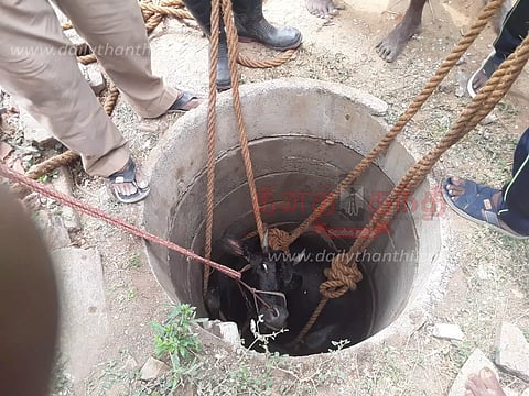 கழிவறை தொட்டியில் விழுந்த மாடு மீட்பு