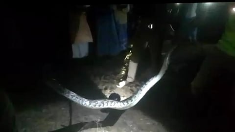 கூவாட்டுப்பட்டியில் மலைப்பாம்பு பிடிபட்டது