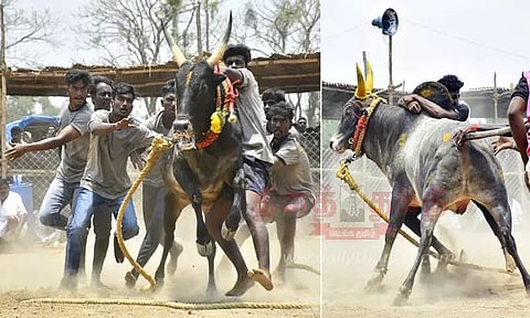 விறுவிறுப்பாக நடந்த வடமாடு மஞ்சுவிரட்டு