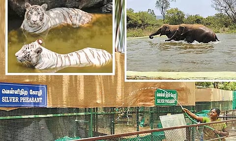 வண்டலூர் உயிரியல் பூங்காவில் வெயில் கொடுமையில் இருந்து விலங்குகள், பறவைகளை பாதுகாக்க சிறப்பு ஏற்பாடுகள்