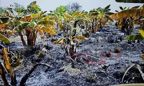 வாழை தோட்டத்திற்கு தீ வைப்பு