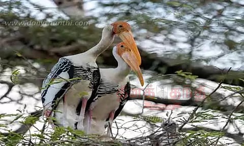 கோட்டையூரில் முகாமிட்ட வெளிநாட்டு பறவைகள்