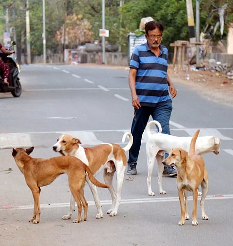 திண்டுக்கல்லில் தெருநாய்கள் தொல்லையா? இல்லையா?; நடைபயிற்சி செய்வோர் கருத்து