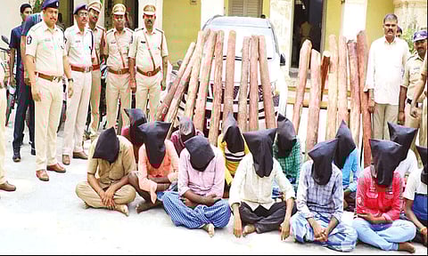 திருப்பதி அருகே செம்மரம் வெட்டிய 13 பேர் கைது: வாகனங்கள் பறிமுதல்