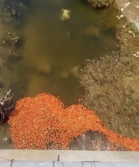 வேப்பனப்பள்ளி அருகே விலை வீழ்ச்சியால் 3 டன் தக்காளியை ஆற்றில் கொட்டி சென்ற விவசாயி