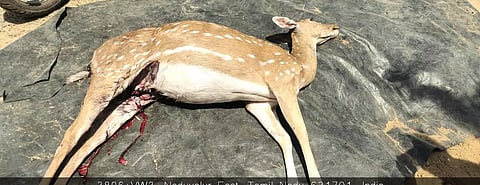 நாய்கள் கடித்து குதறியதில் புள்ளிமான் சாவு