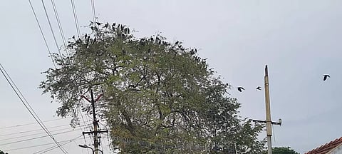 லாலாபேட்டைக்கு வந்த வெளிநாட்டு பறவைகள்