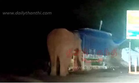 உலா வந்த காட்டு யானை