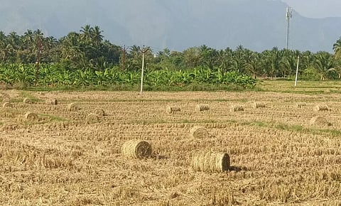 கம்பம் பள்ளத்தாக்கு கடைமடையில் இருந்து கேரளாவுக்கு அனுப்பப்படும் வைக்கோல்