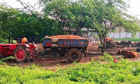 காய்கறி கழிவுகளால் சுகாதார சீர்கேடு