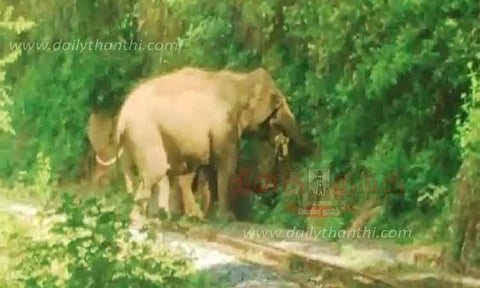 மலை ரெயிலை வழிமறித்த காட்டு யானை