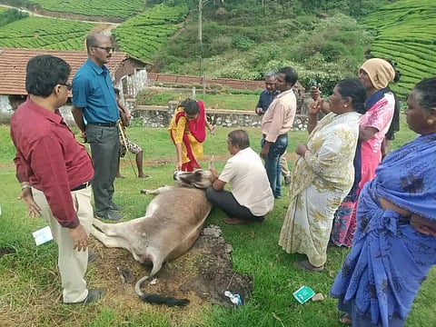 சின்னமனூர் அருகேமர்ம நோய் தாக்கி 20 பசுக்கள் சாவு