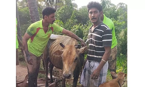 சாக்கடை கால்வாயில் சிக்கிய பசுமாடு