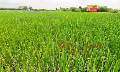 2-ம் போக நெல் சாகுபடி தீவிரம்